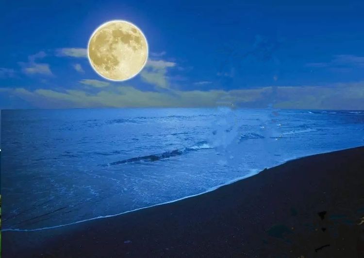 海月亮 海月亮